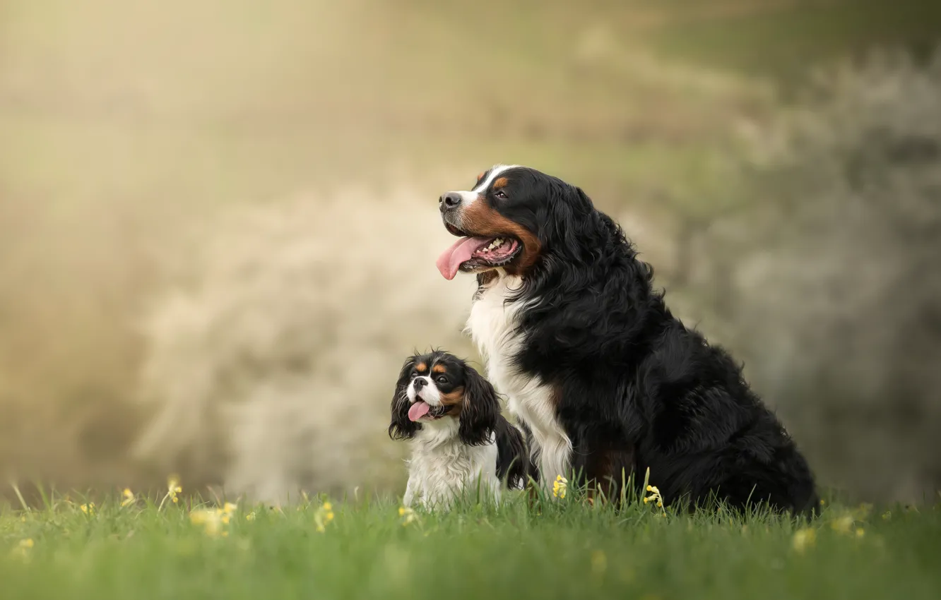 Фото обои природа, фон, собака, щенок, мама, бернский зенненхунд
