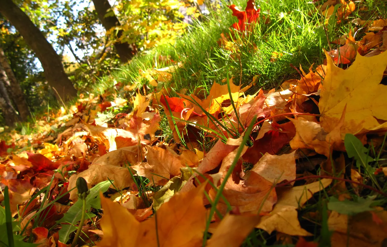Фото обои осень, трава, листья, деревья, Природа