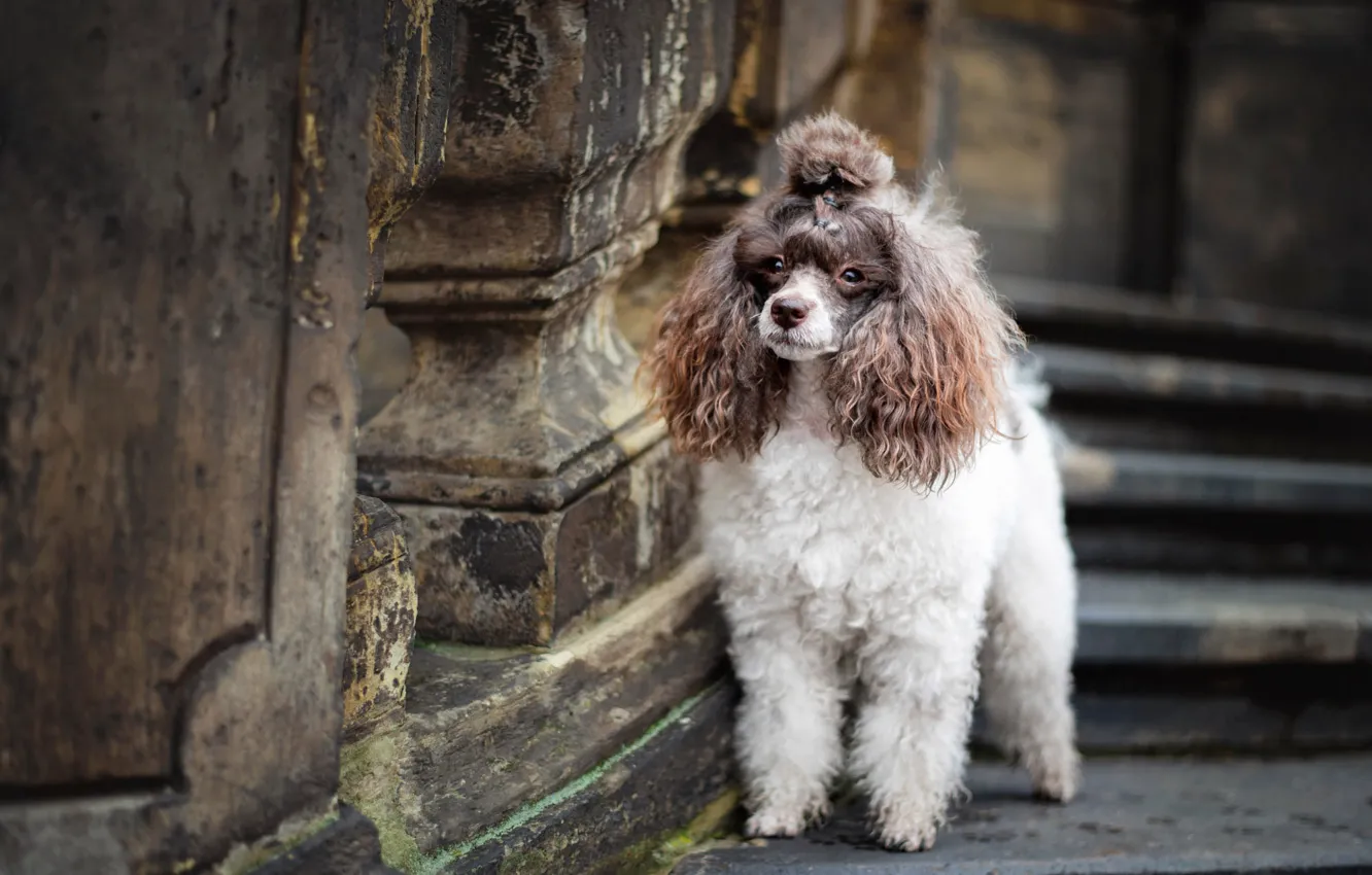 Фото обои собака, пудель, балясины