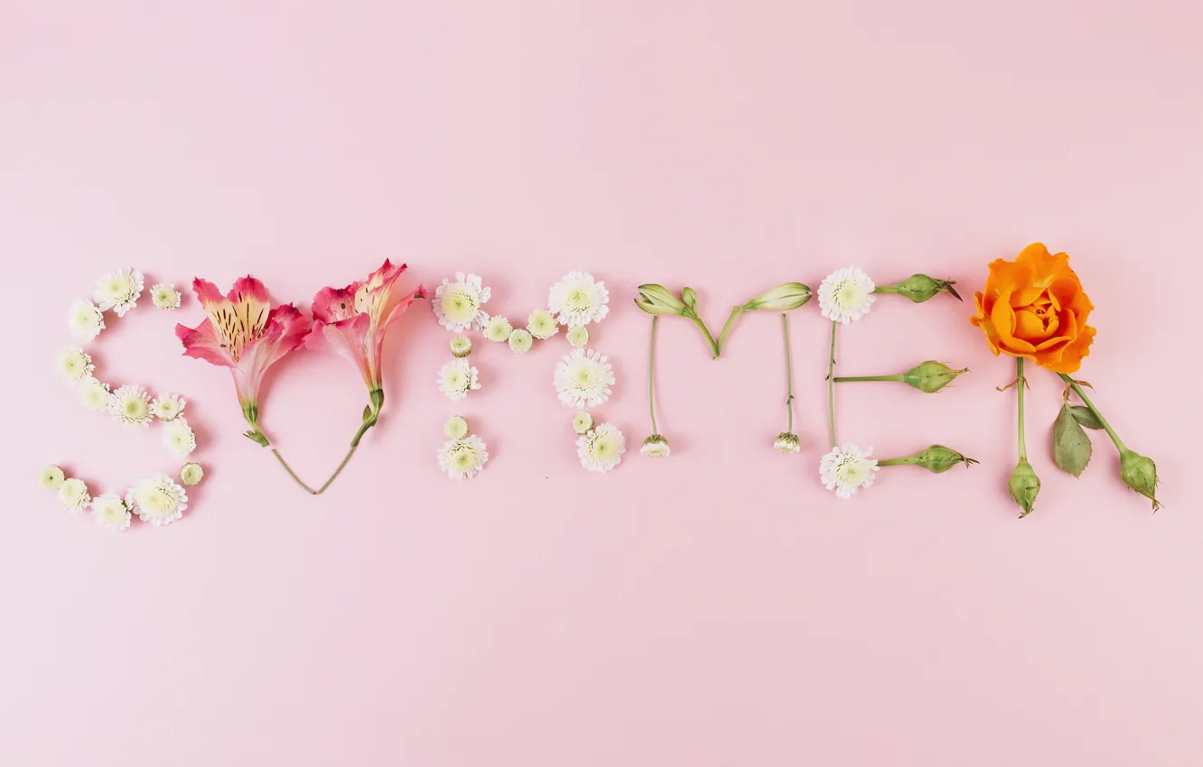 Фото обои лето, цветы, фон, розовый, summer, pink, flowers, композиция