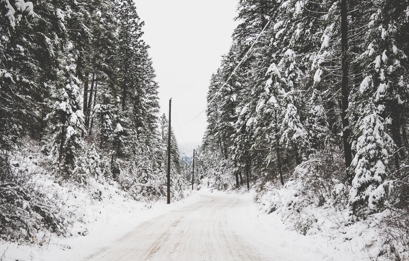 Фото обои зима, дорога, деревья, провода