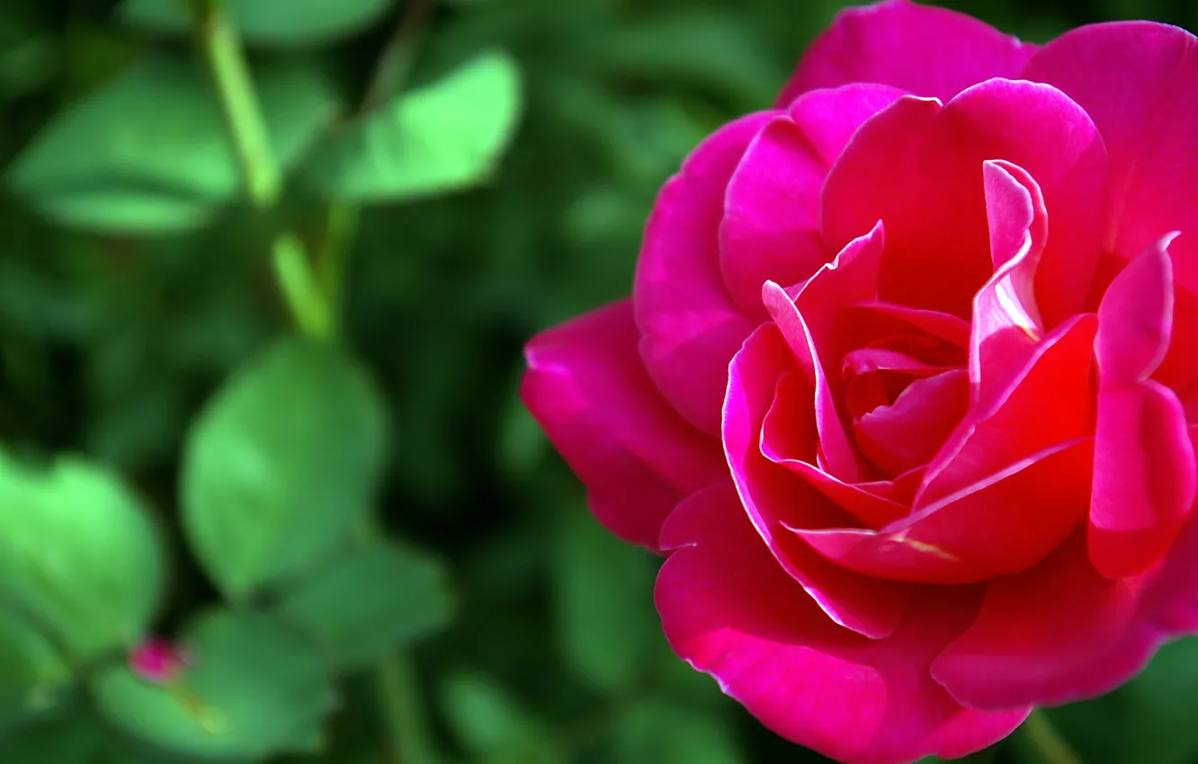 Фото обои красный, природа, роза, flower macro, цветок макро