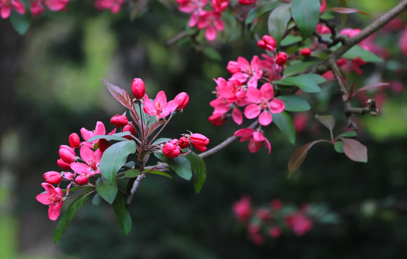 Фото обои flower, spring, twig, fruit tree
