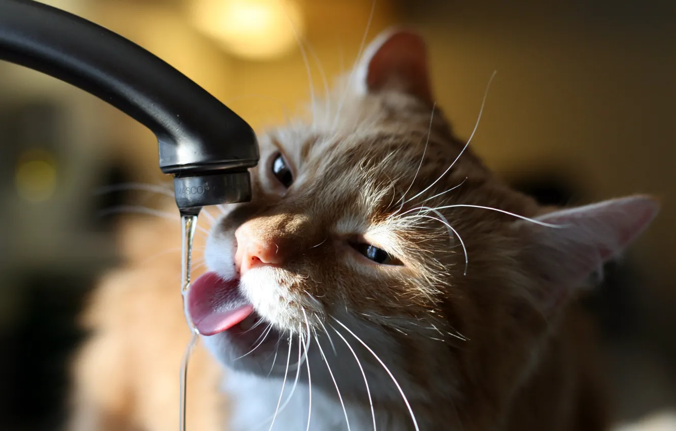 Фото обои кошка, кот, вода, кран, кошак, пить, хочет, очень