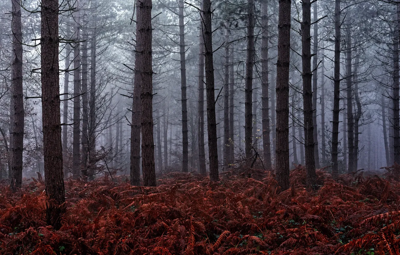 Фото обои лес, деревья, природа, туман, Англия, England, United Kingdom, Rod Bruce