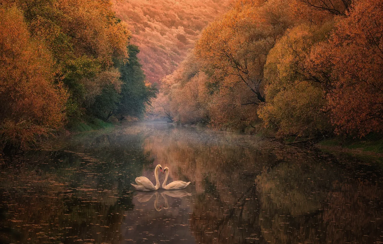 Фото обои осень, отражение, река, лебеди