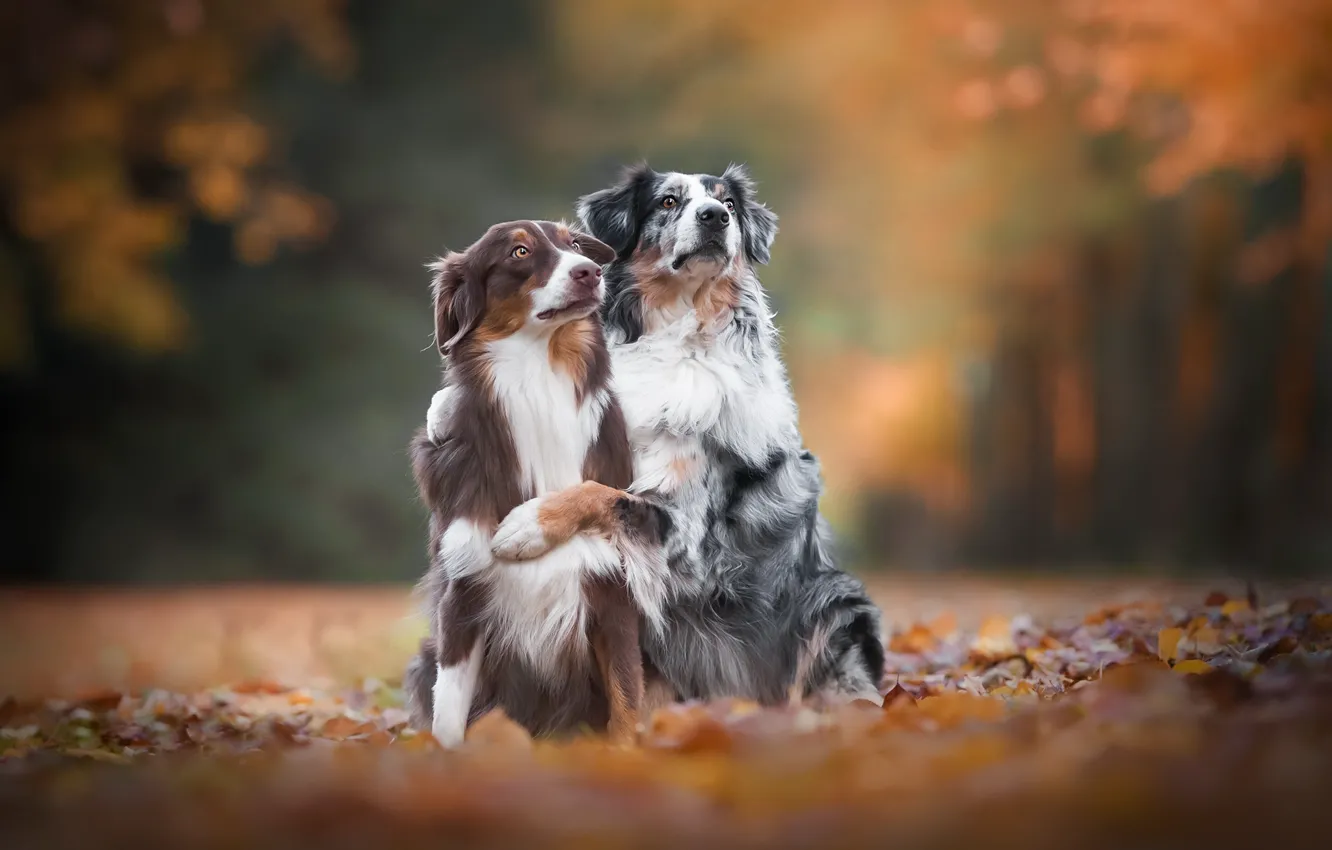 Фото обои осень, собаки, природа