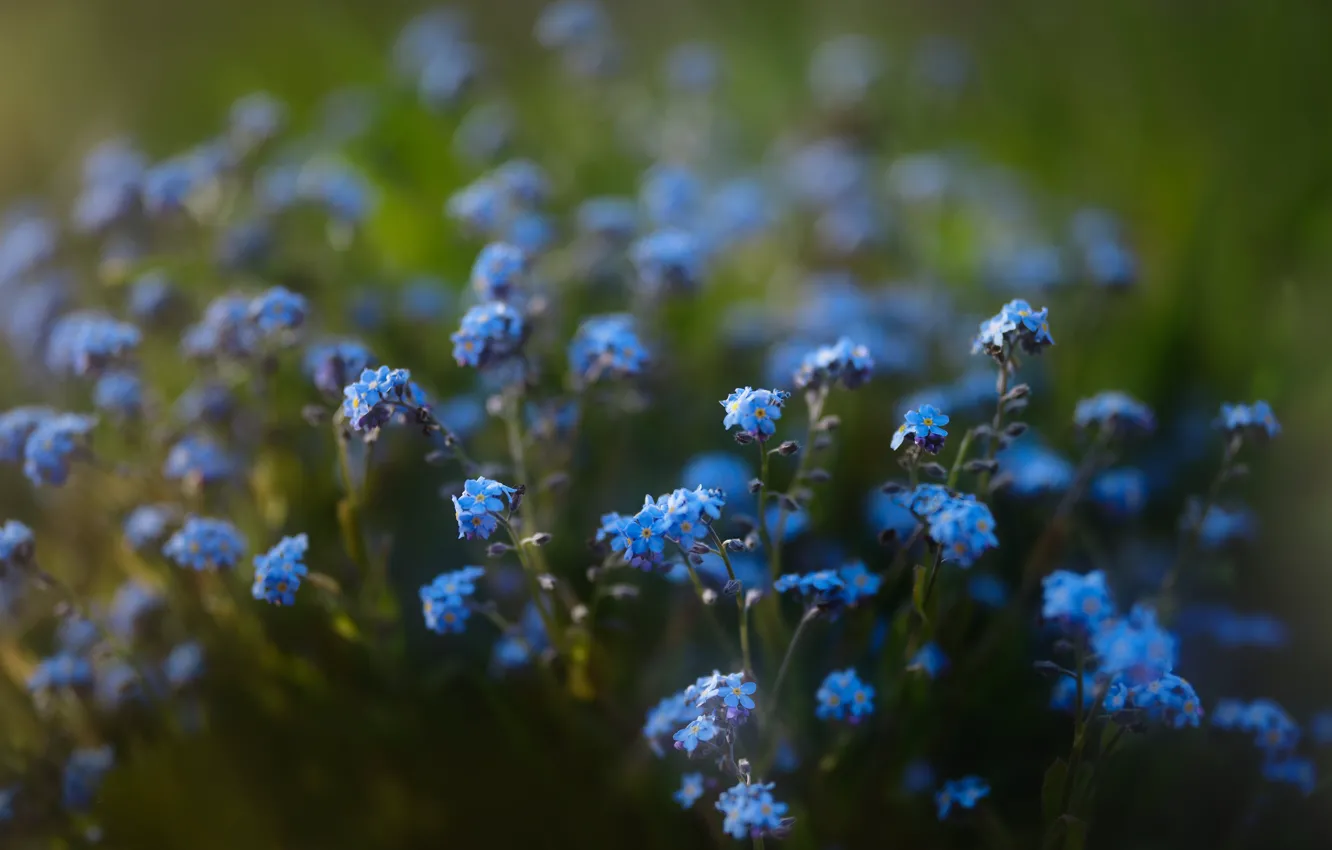 Фото обои цветы, голубые, боке, незабудки