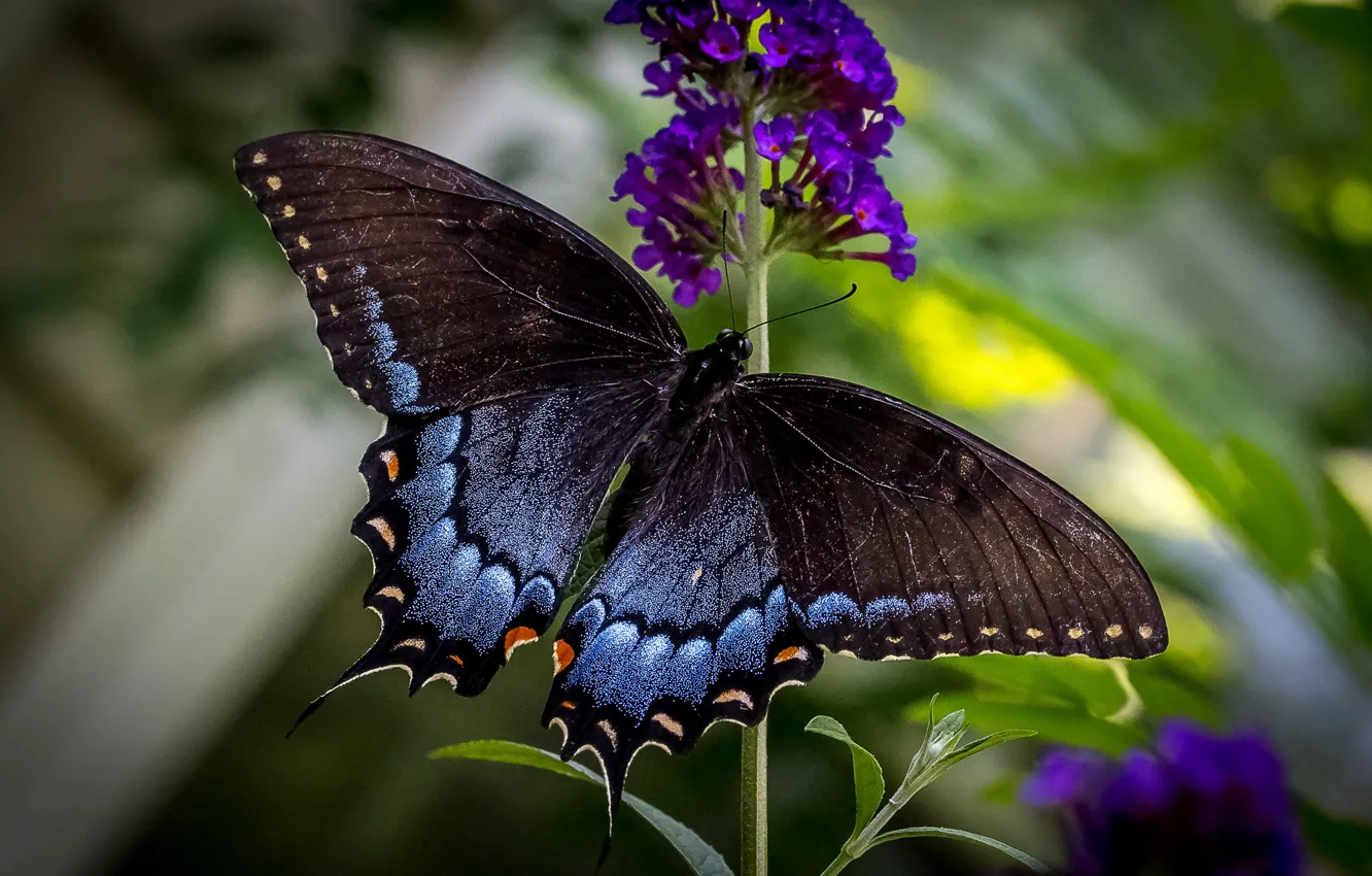 Фото обои цветы, бабочка, крылья