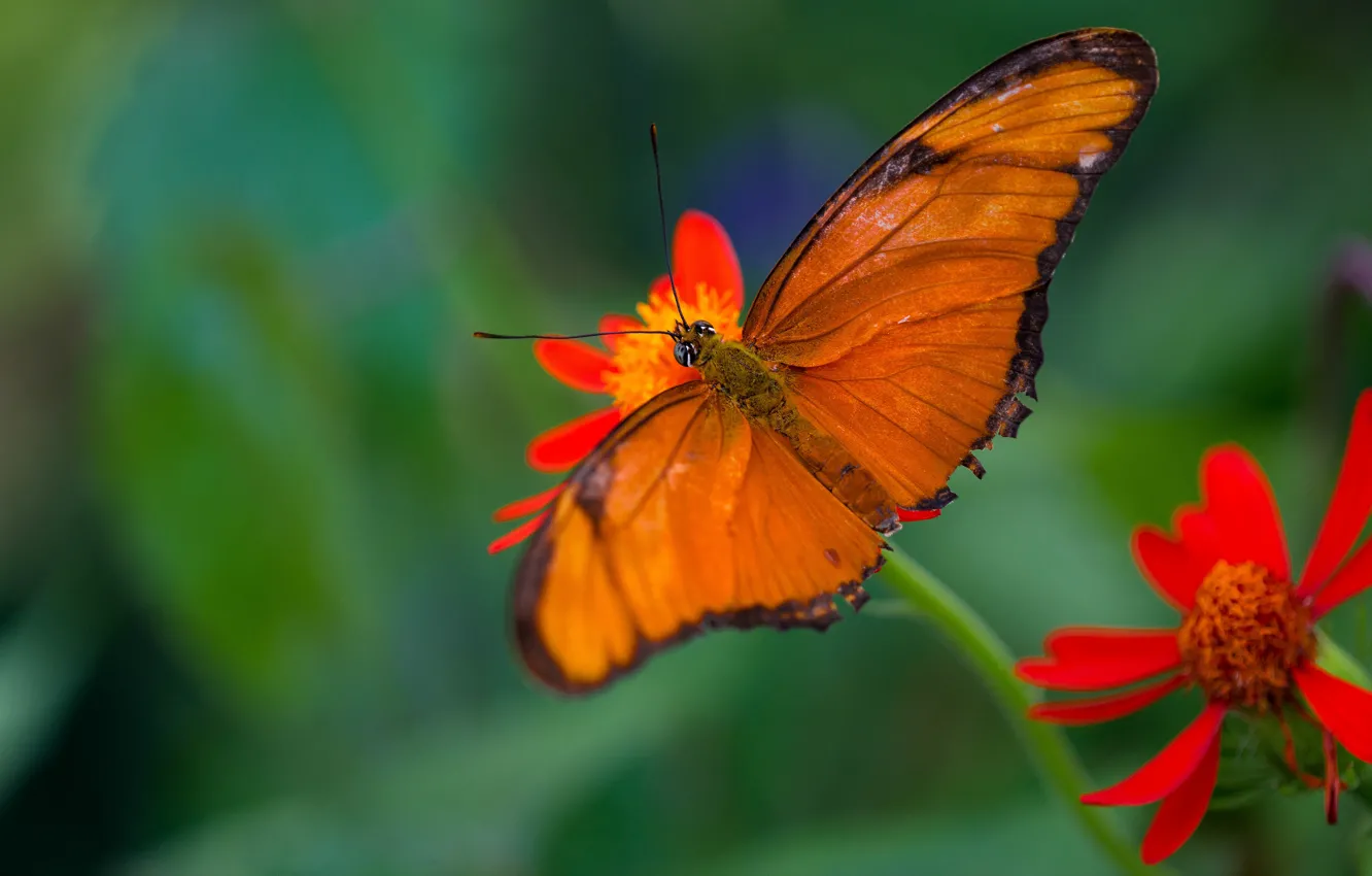 Фото обои макро, цветы, бабочка, оранжевая, красные, зеленый фон