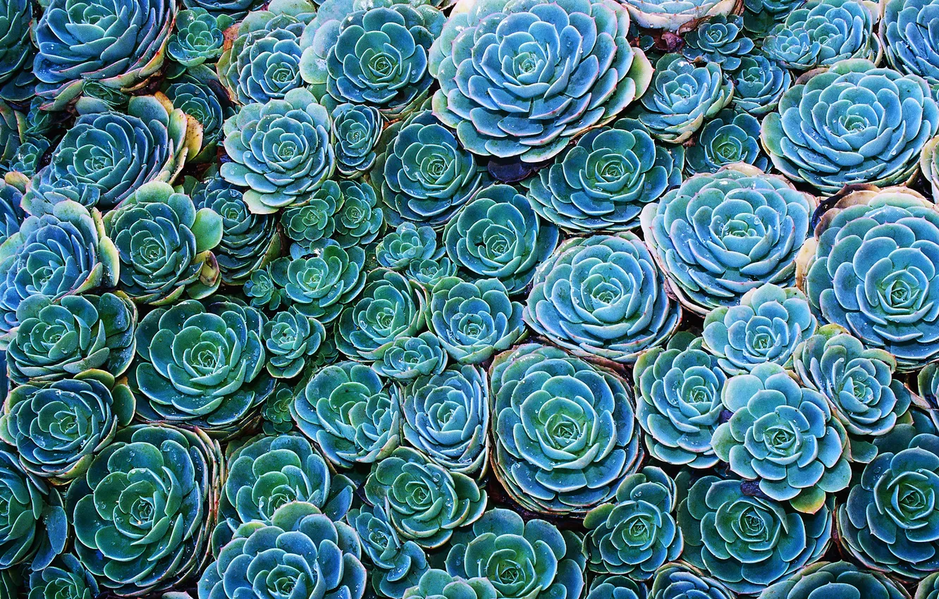 Фото обои зеленый, cactus, echeveria