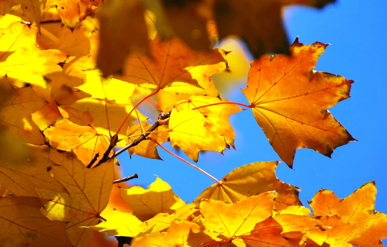 Фото обои осень, небо, листья, макро, ветка