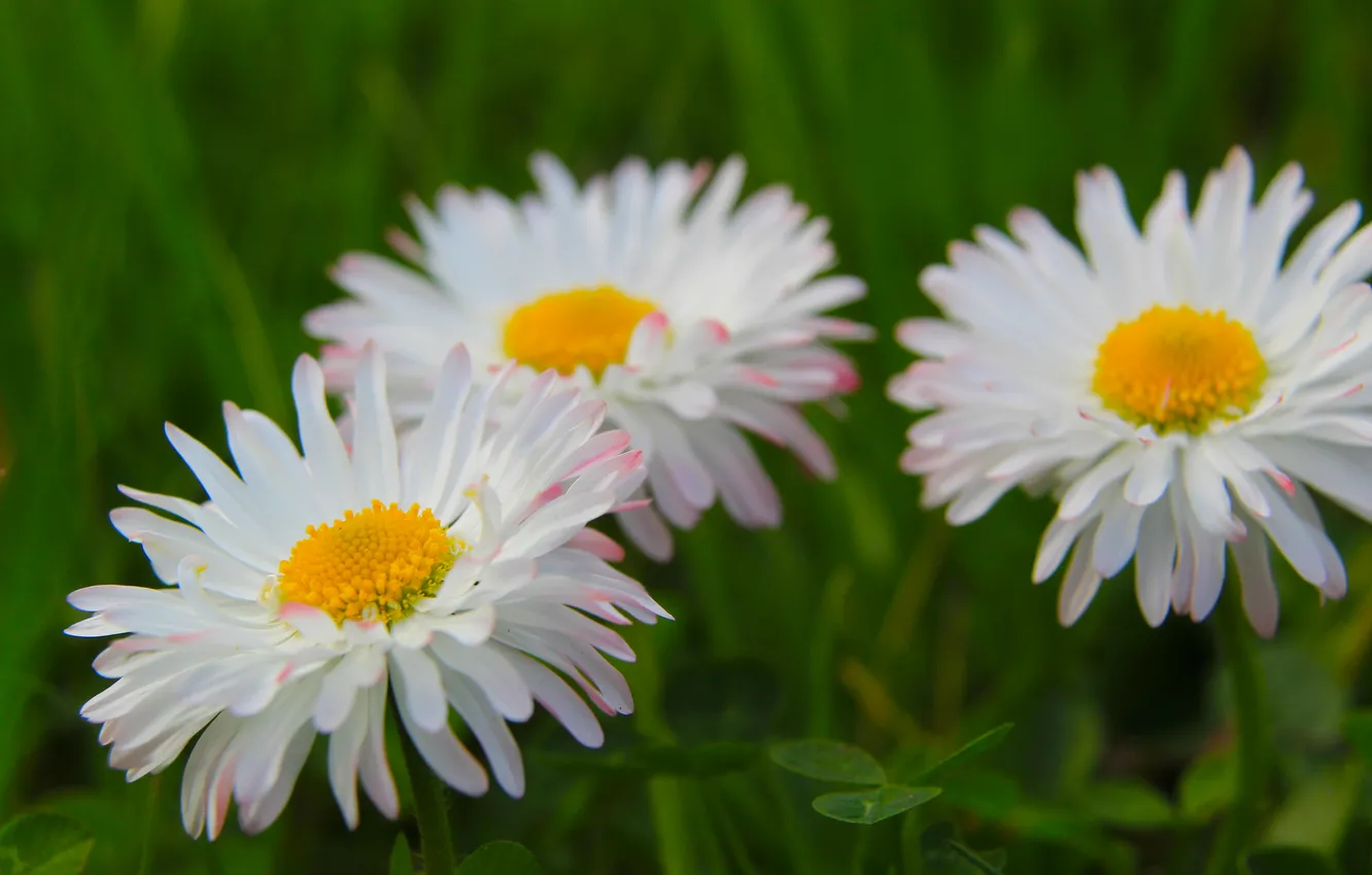 Фото обои flower, spring, daisy