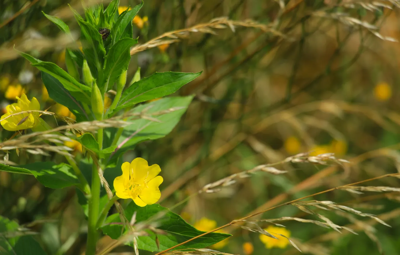 Фото обои flower, yellow, meadow