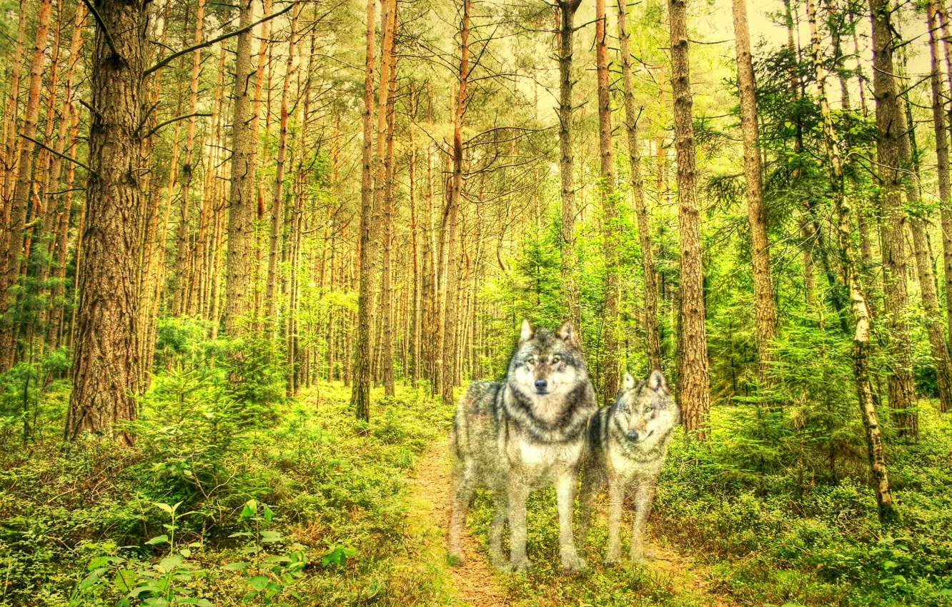 Фото обои лес, стиль, текстура, волки