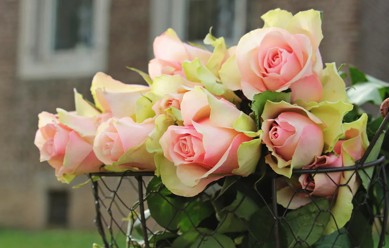 Фото обои листья, цветы, фон, сетка, дома, розы, букет, лепестки