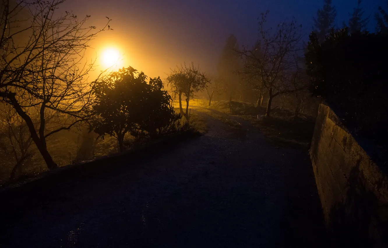 Фото обои дорога, небо, свет, деревья, туман, забор, вечер
