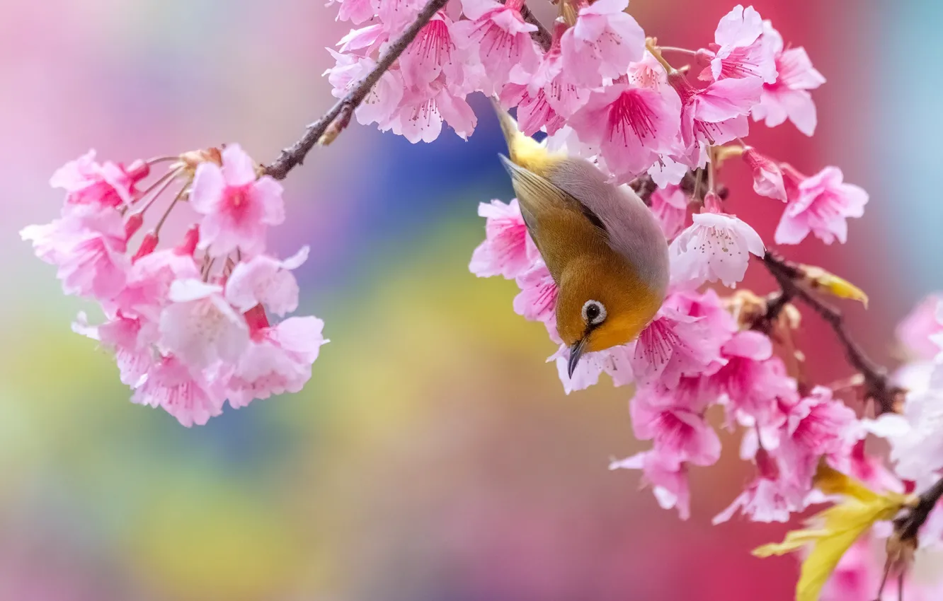 Фото обои цветы, птица, ветка, сакура, ярко, птичка, розовый фон, цветение