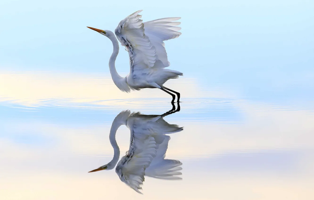 Фото обои вода, полет, отражение, птица, цапля