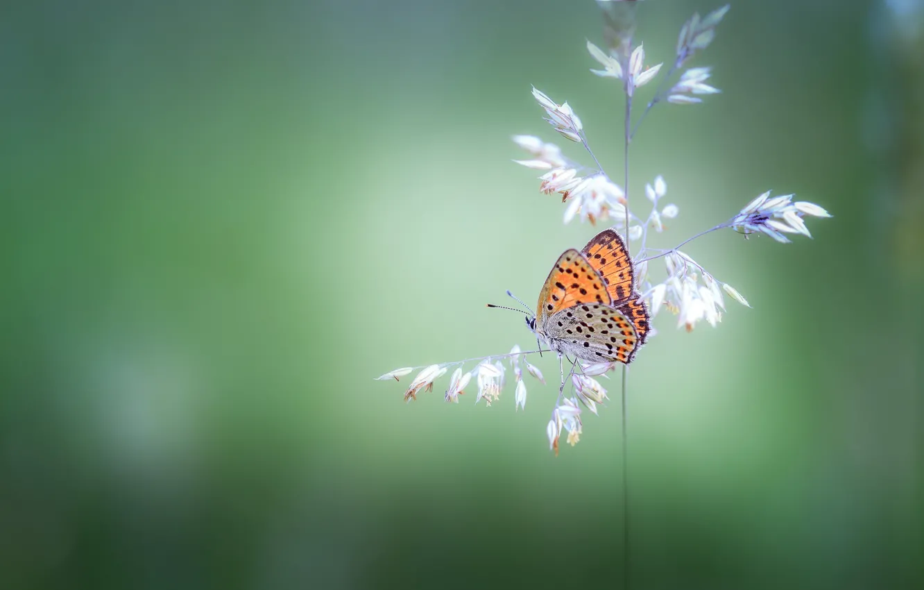 Фото обои бабочка, растение, butterfly, боке