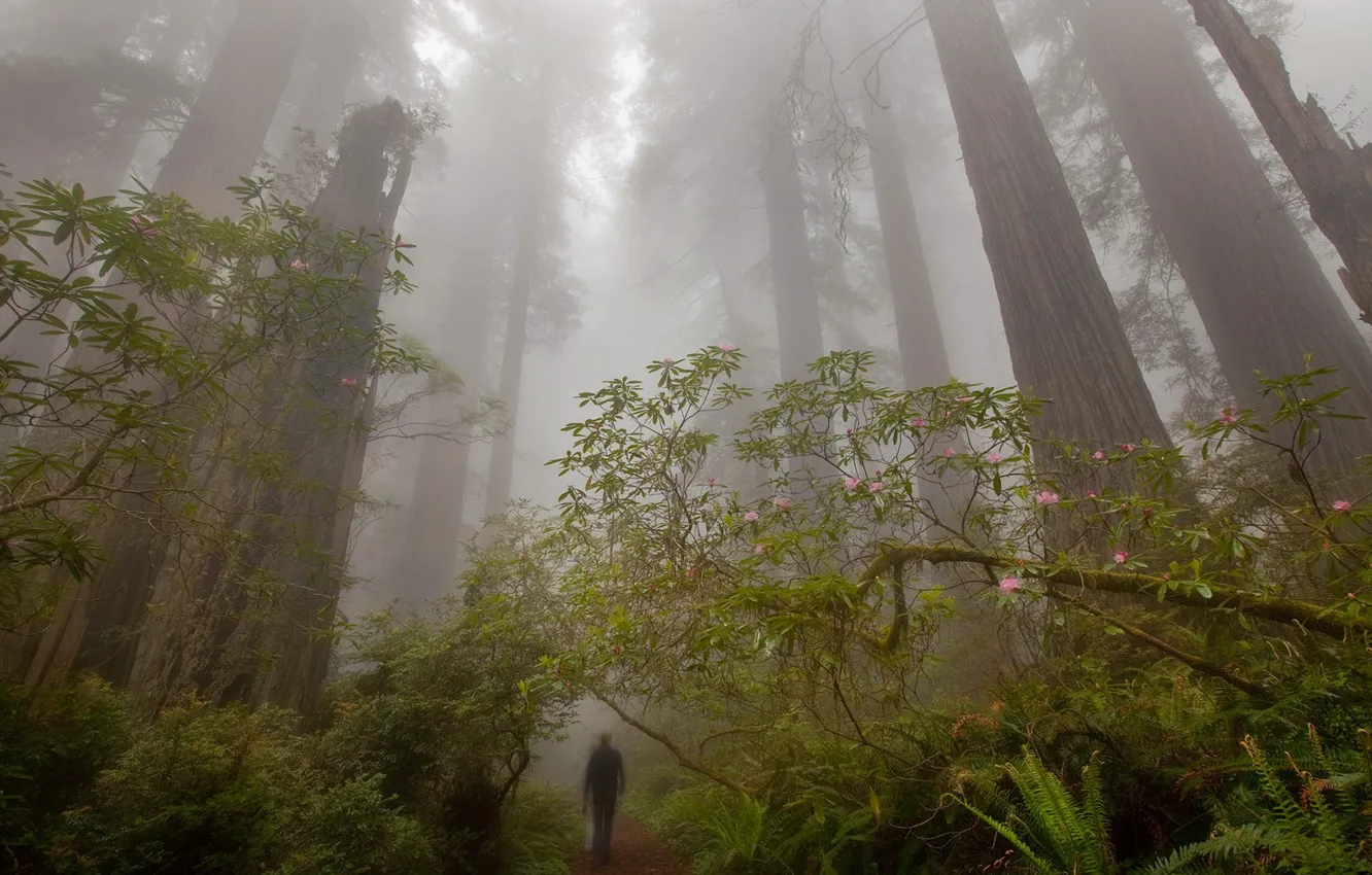Фото обои лес, деревья, туман, человек, тропа
