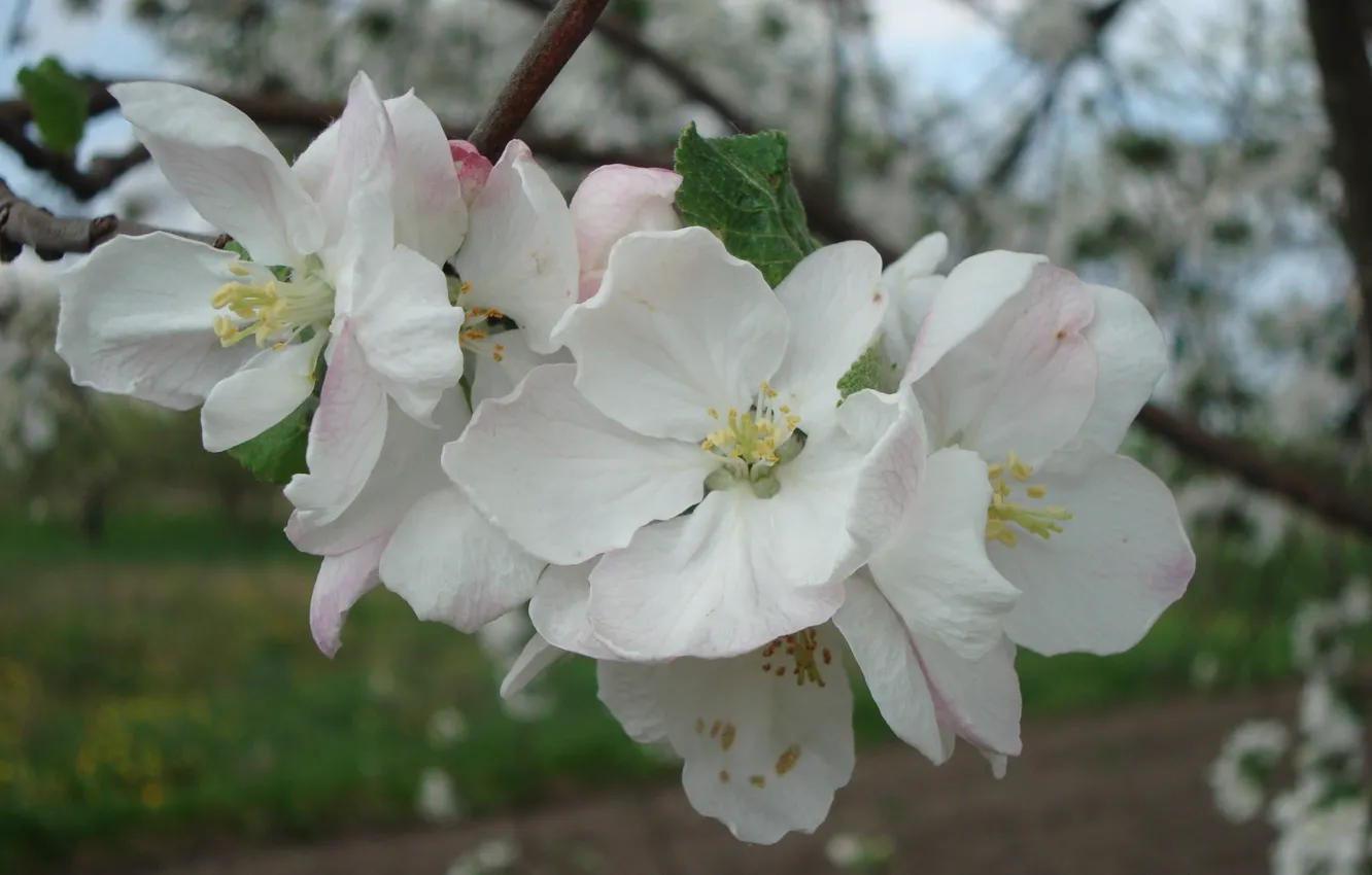 Фото обои весна, яблоня в цвету, сады цветут