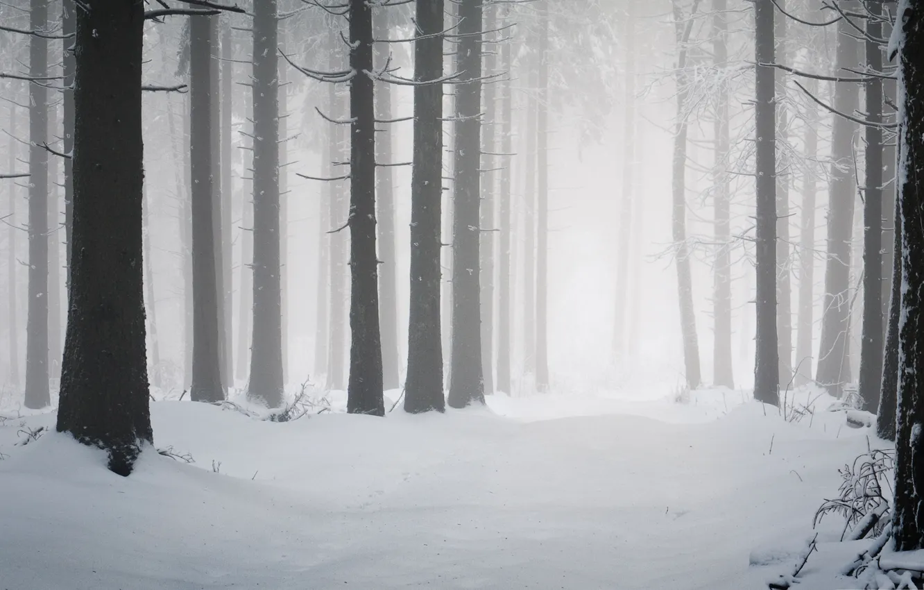 Фото обои зима, лес, снег, сугробы, сосны, стволы деревьев