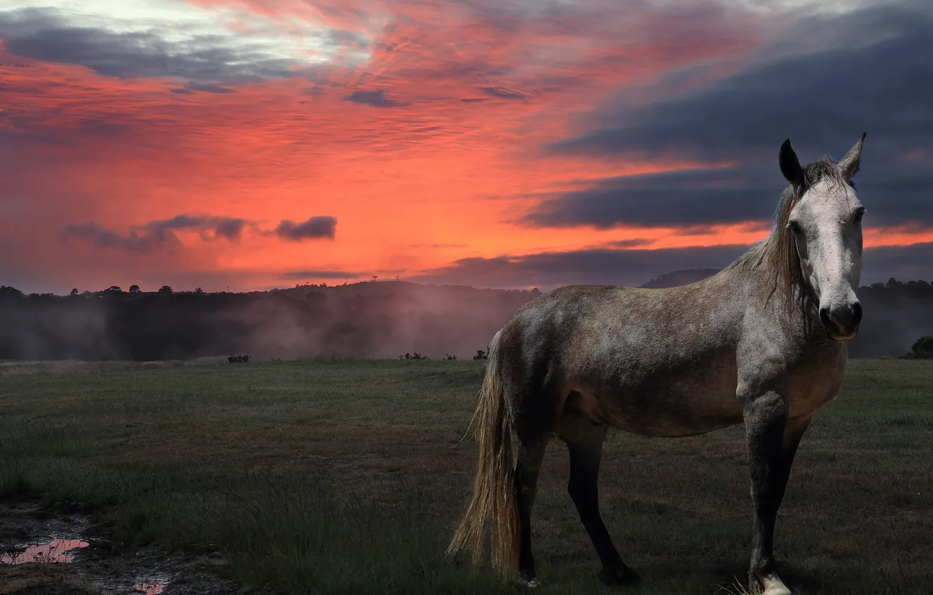 Фото обои лето, закат, природа, конь