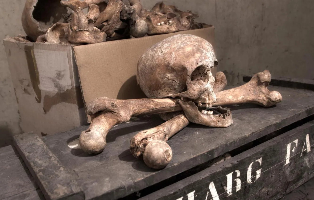Фото обои череп, кости, Pirate Treasure