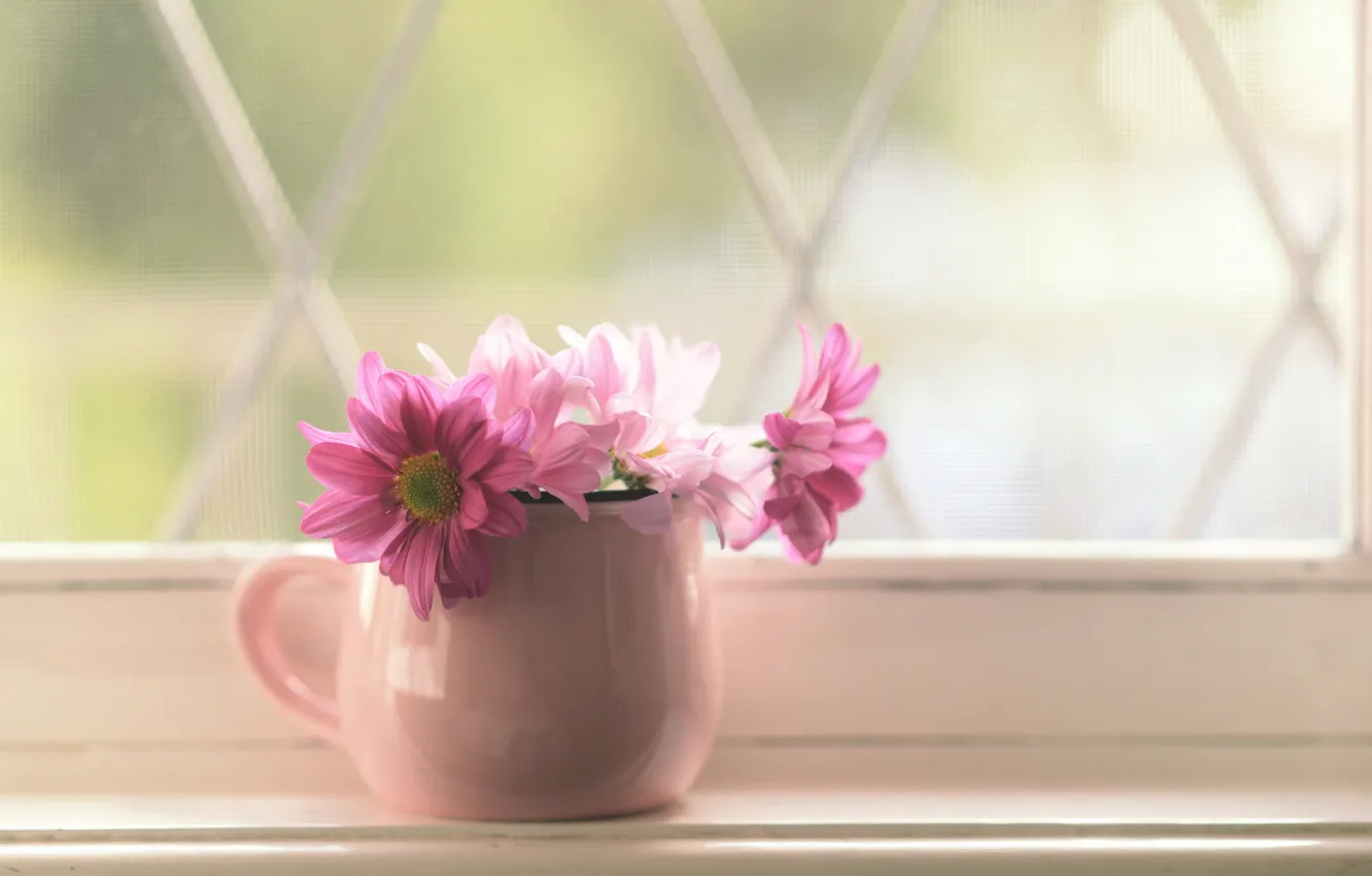 Фото обои цветы, окно, горшок