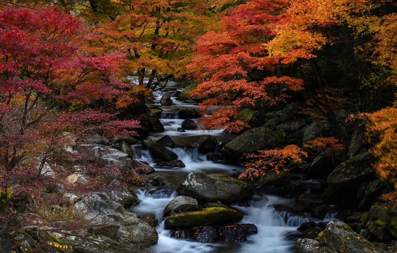 Фото обои осень, лес, деревья, ручей, камни, Япония, каскад