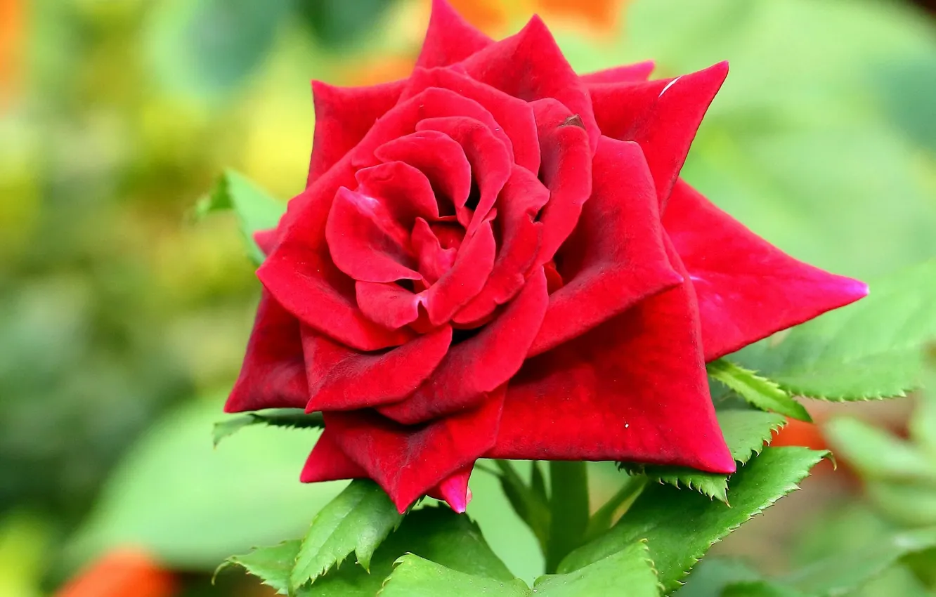 Фото обои макро, роза, лепестки, красная роза