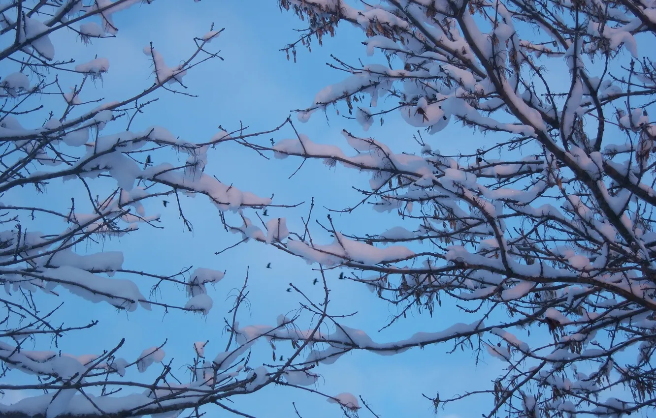 Фото обои зима, снег, ветки, Meduzanol ©