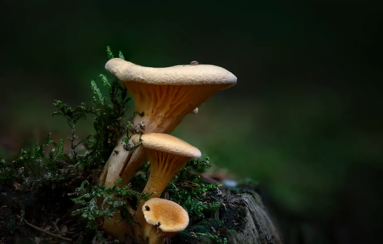 Фото обои природа, темный фон, грибы, мох, пень, лисички, семейка