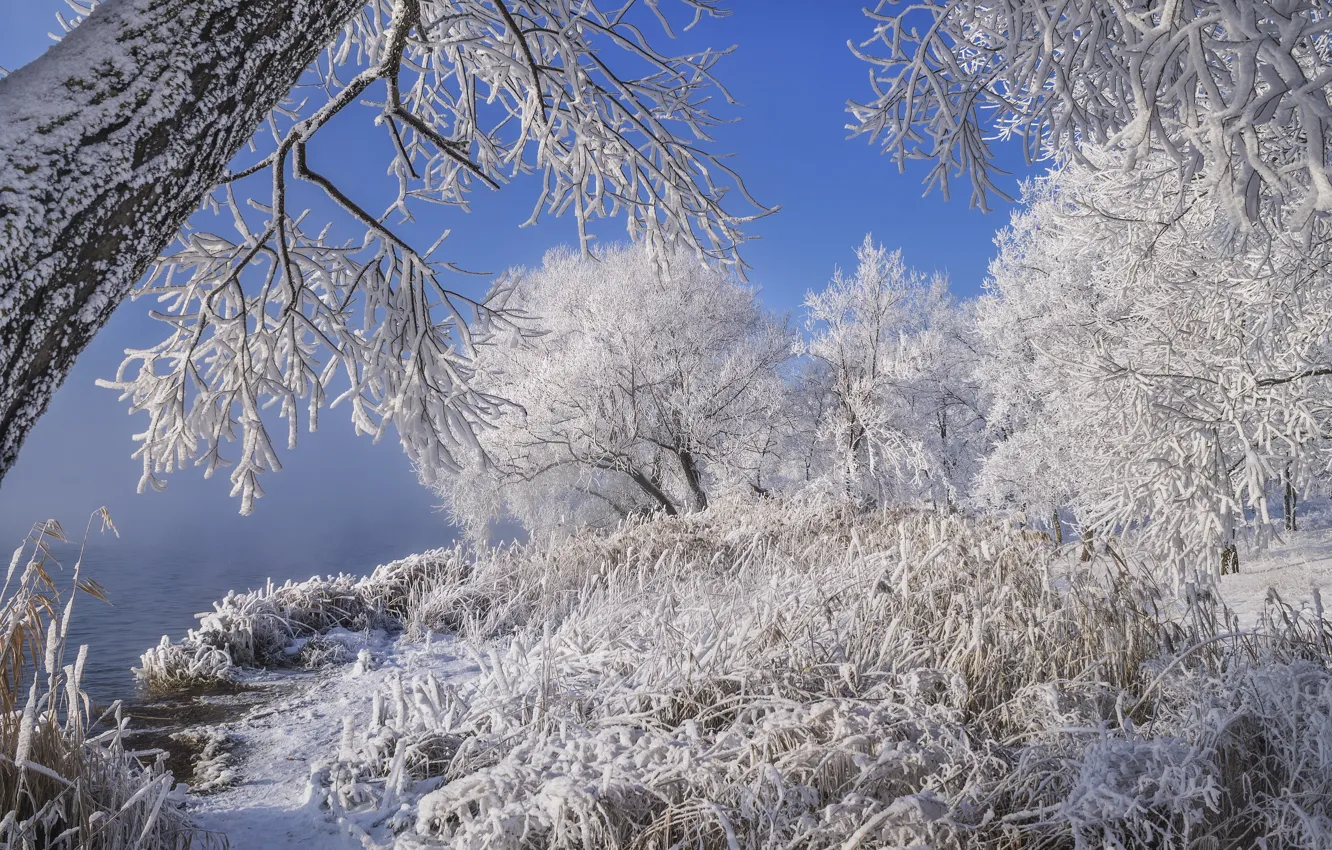 Фото обои зима, иней, трава, снег, деревья, пейзаж, природа, река