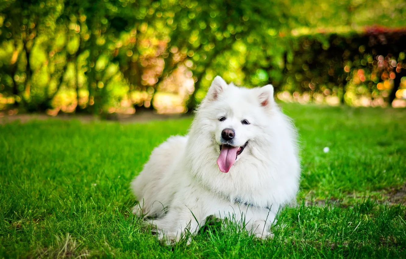 Фото обои язык, трава, собака, белая, самоед