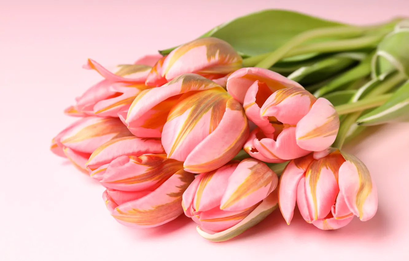 Фото обои цветы, букет, тюльпаны, pink, flowers, tulips, spring, bouquet