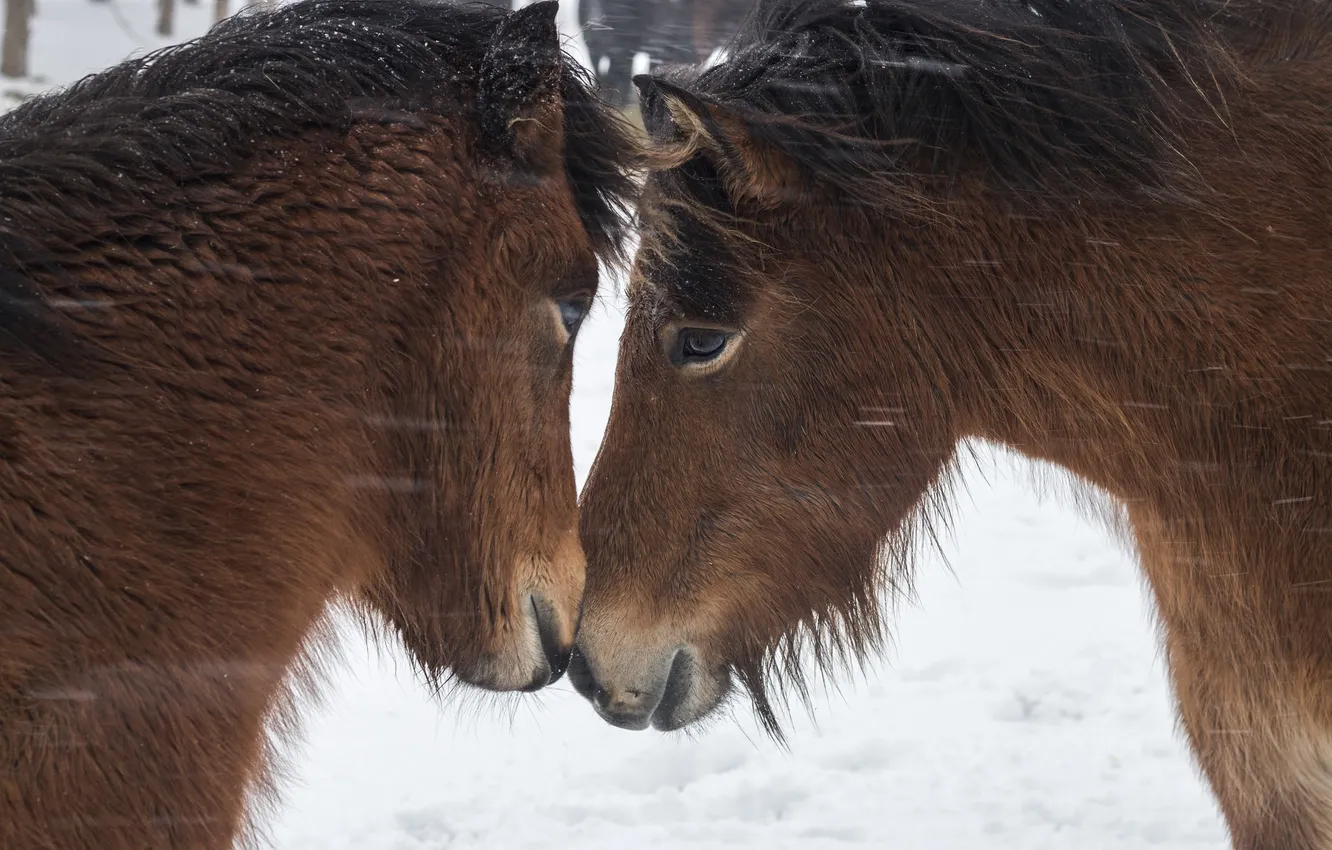 Фото обои снег, природа, кони