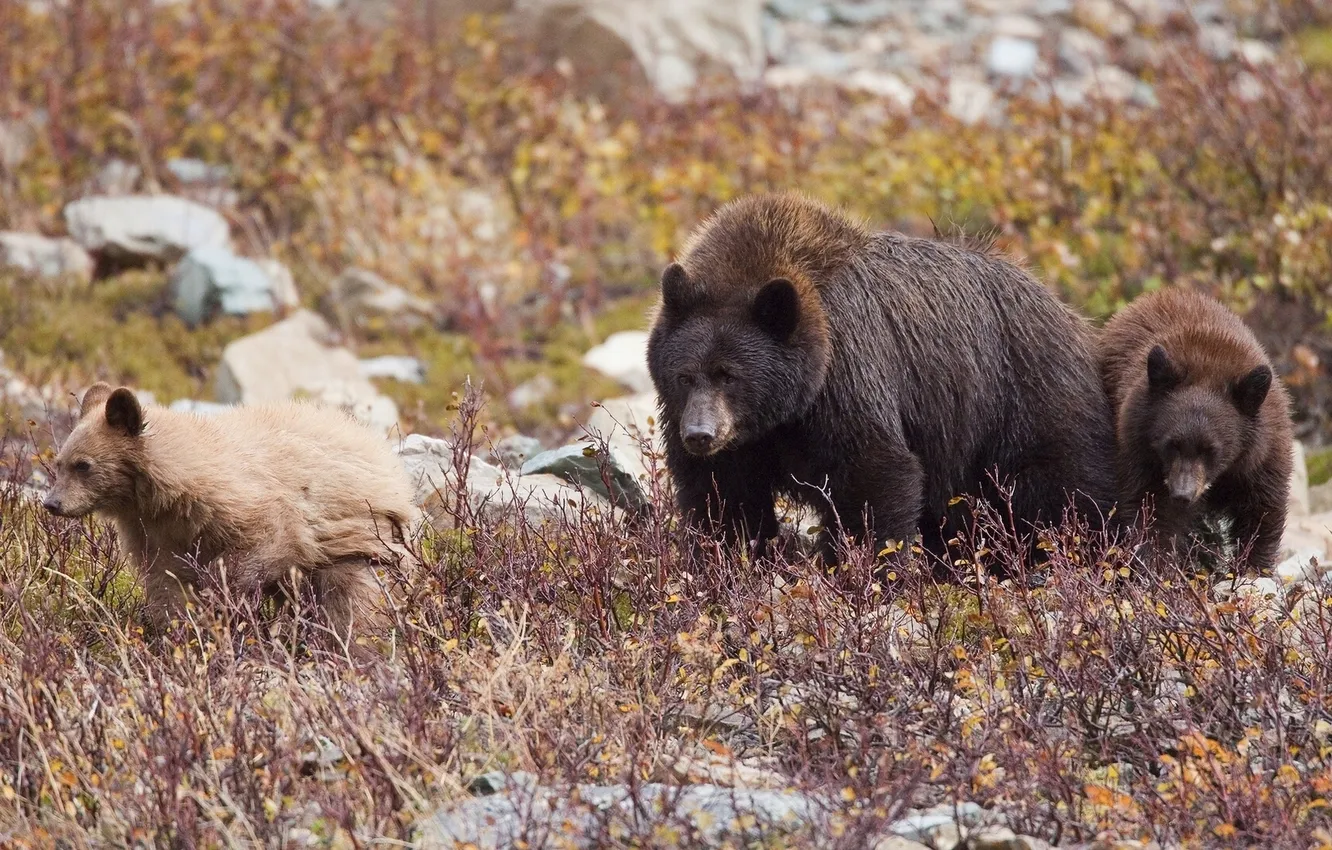 Фото обои медведи, медвежата, медведица, семейка