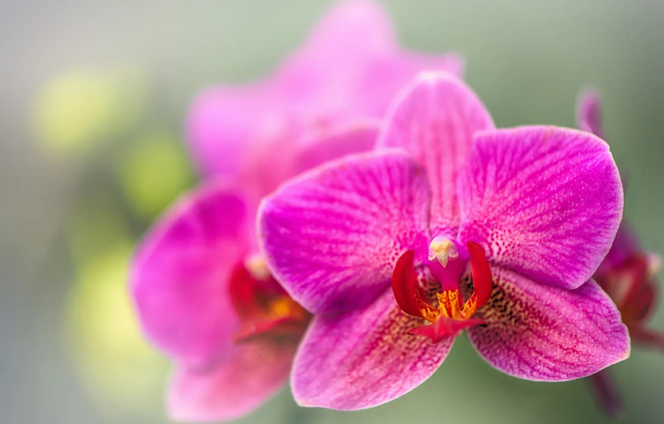 Фото обои макро, экзотика, орхидея, боке
