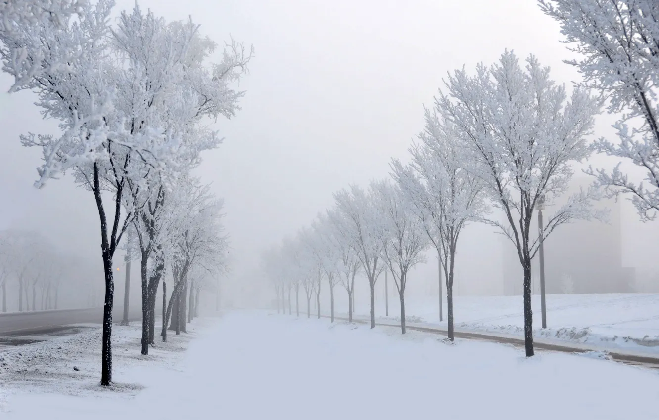 Фото обои зима, дорога, снег, деревья, природа, туман, аллея