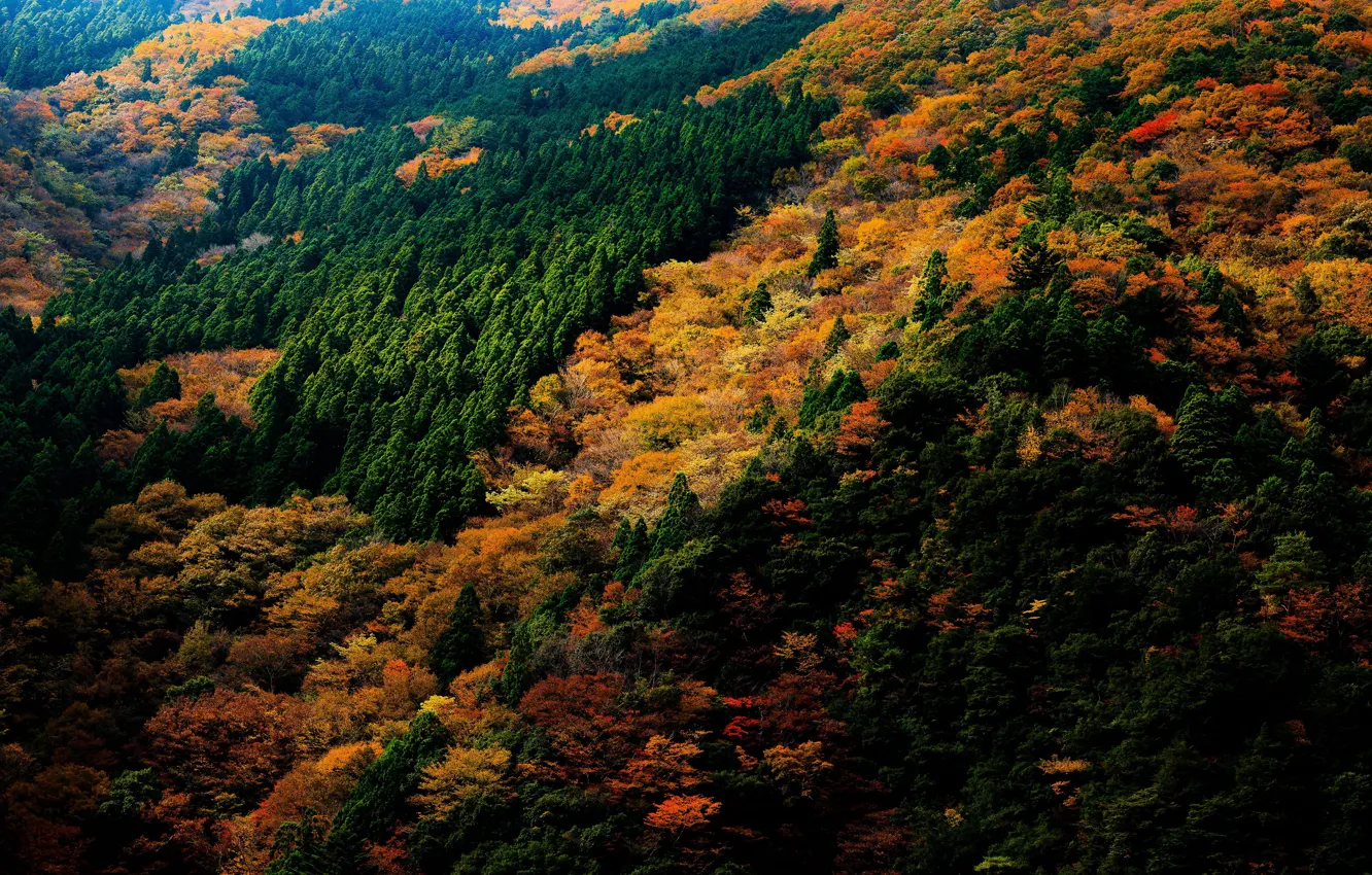 Фото обои осень, лес, деревья, Япония, вид сверху, Nara Park