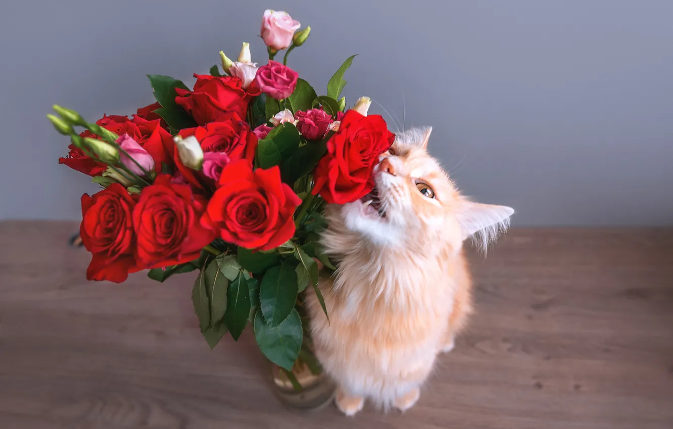 Фото обои кошка, кот, взгляд, цветы, поза, розы, букет, рыжий