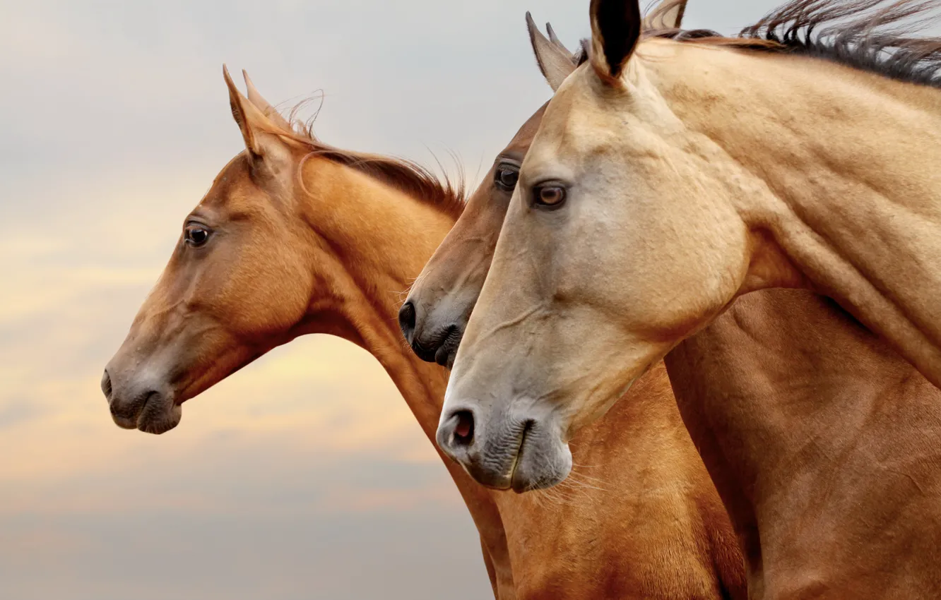 Фото обои глаза, кони, портрет, лошади, три, профиль, рыжие, коричневые