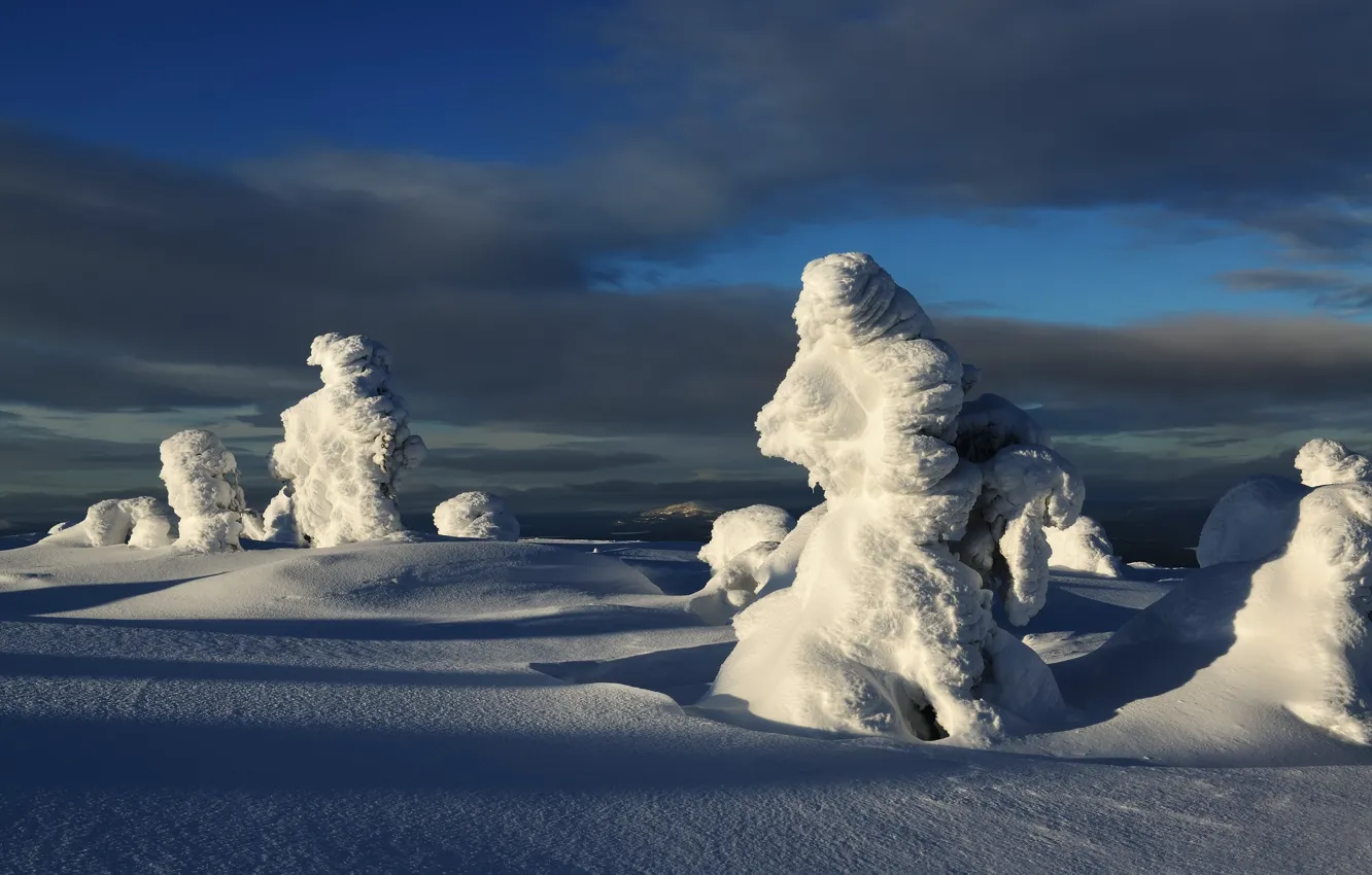 Фото обои зима, снег, деревья, пейзаж, природа, ели, тени, Максим Евдокимов