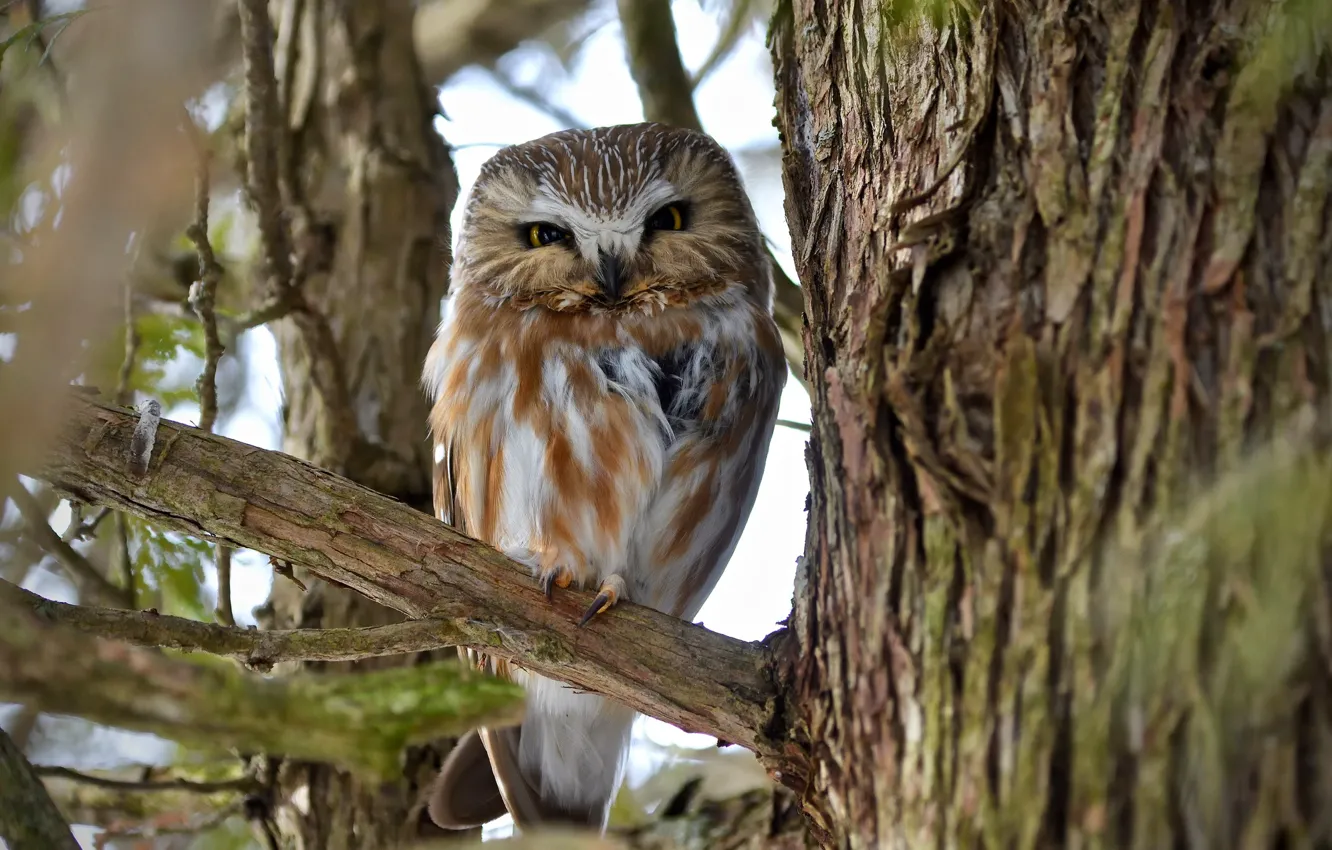 Фото обои природа, дерево, сова, птица, ветка, боке, Northern Saw-whet Owl