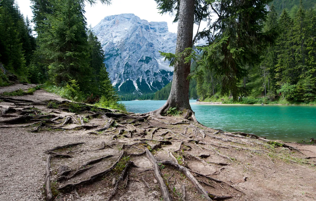 Фото обои лес, деревья, горы, корни, озеро, Италия