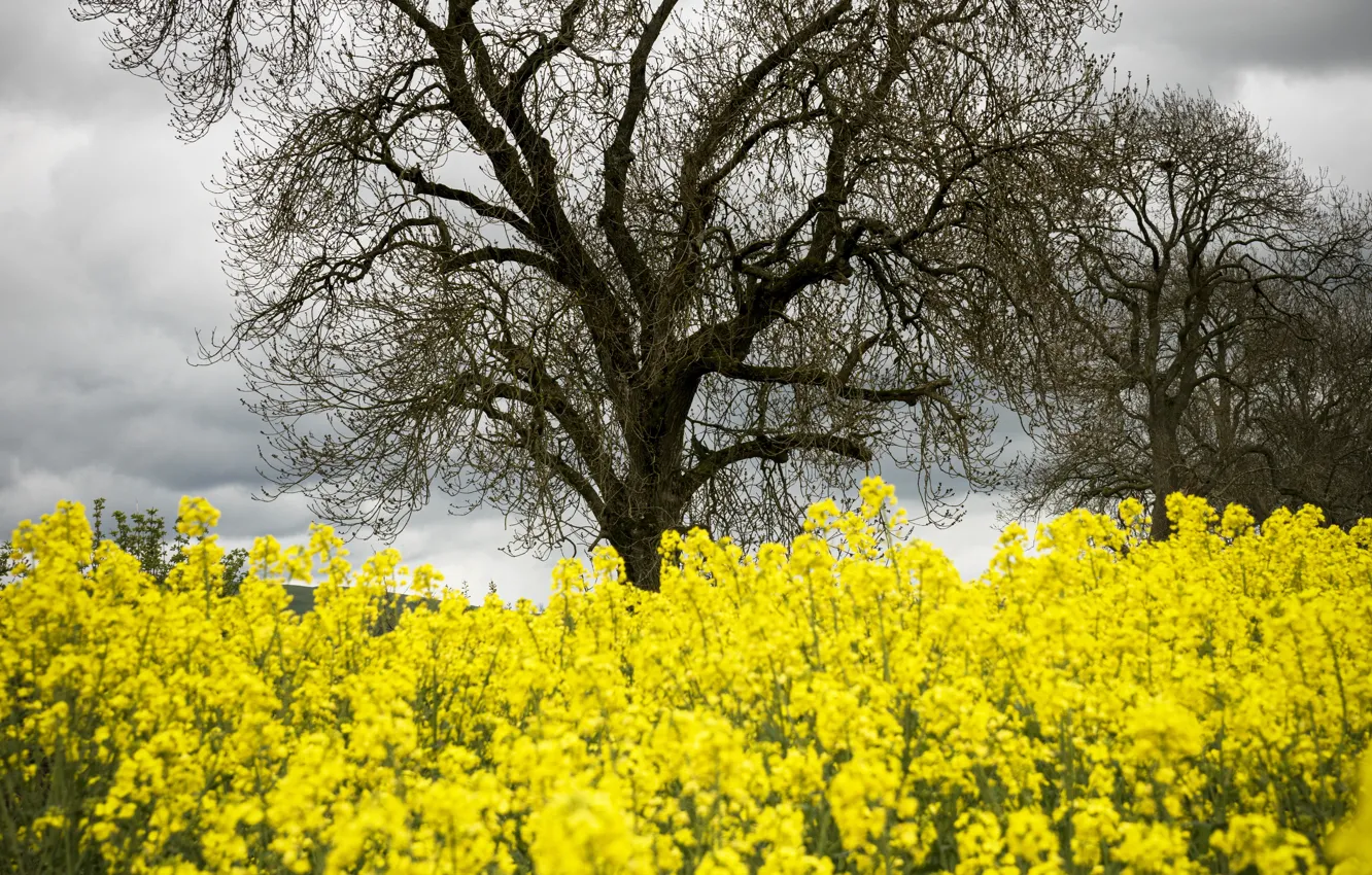 Фото обои деревья, цветы, тучи, природа, весна, жёлтые, рапс