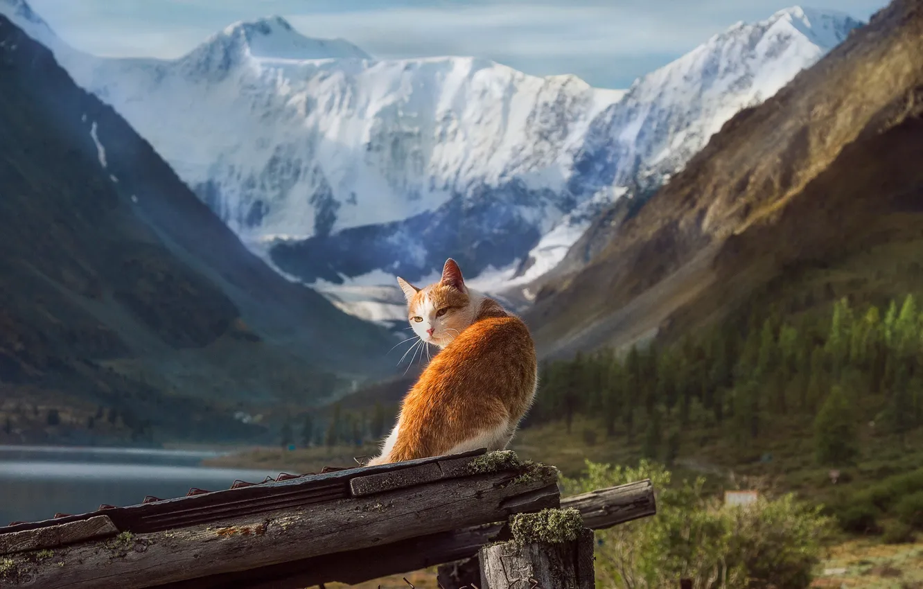 Фото обои кот, пейзаж, горы, природа, животное, Алтай, снега, Тамара Андреева
