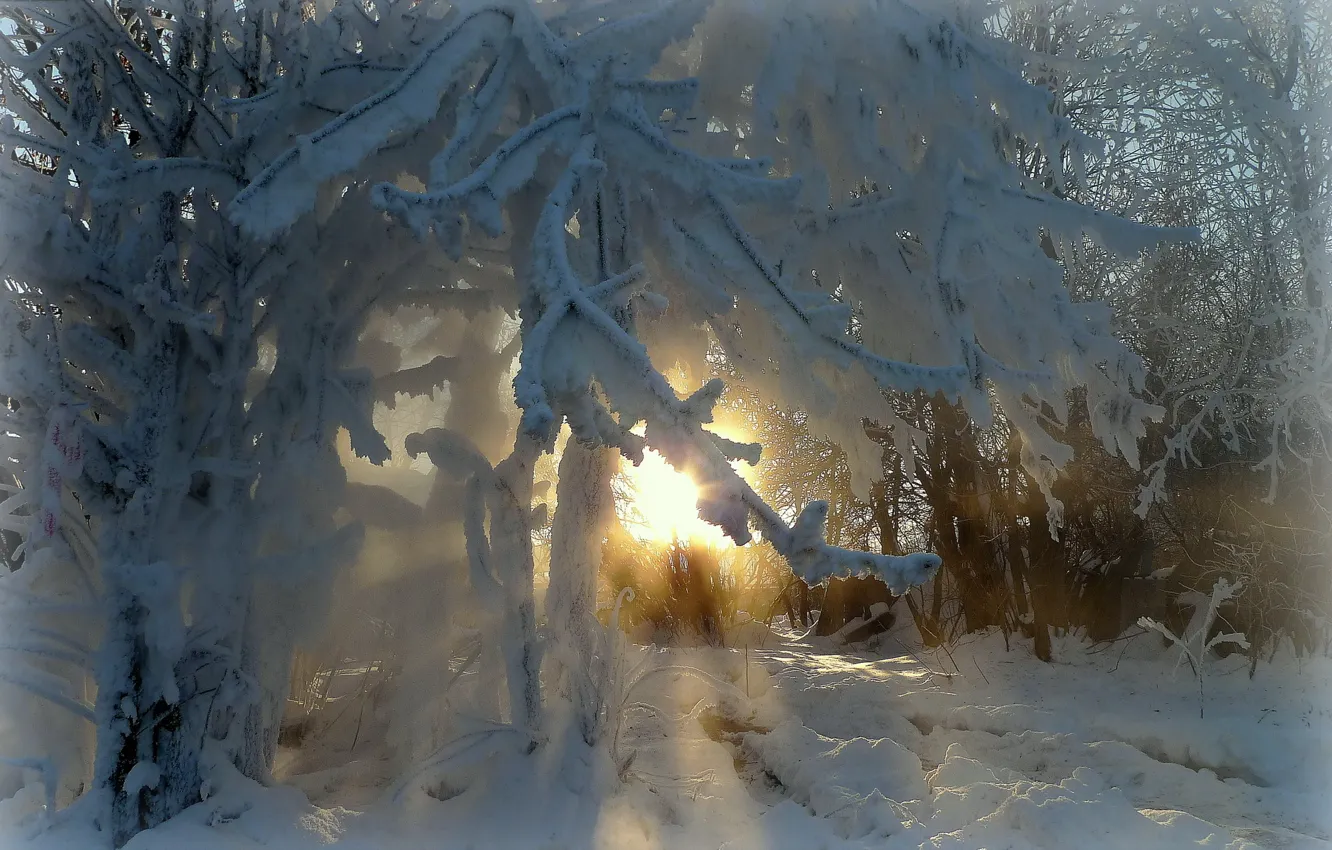 Фото обои зима, иней, лучи, деревья, ветви, красота